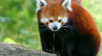 Red Panda611396113 200x110 - Red Panda - Panda, Hiding